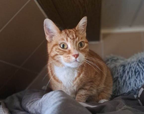 Kalle