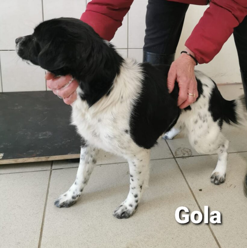 Gola