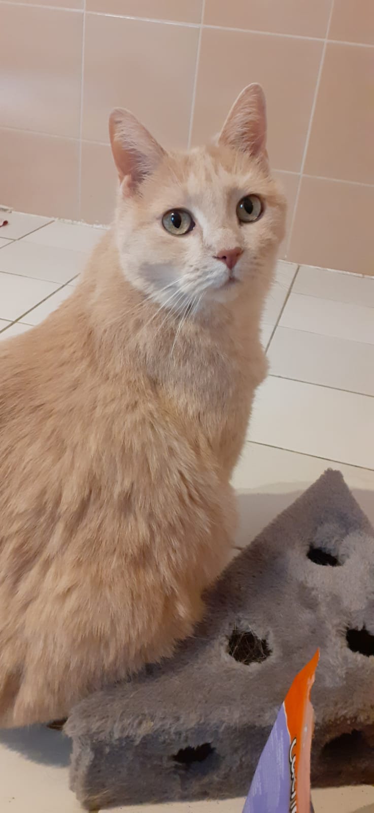 Timmy – vermittelt am 11.06.25