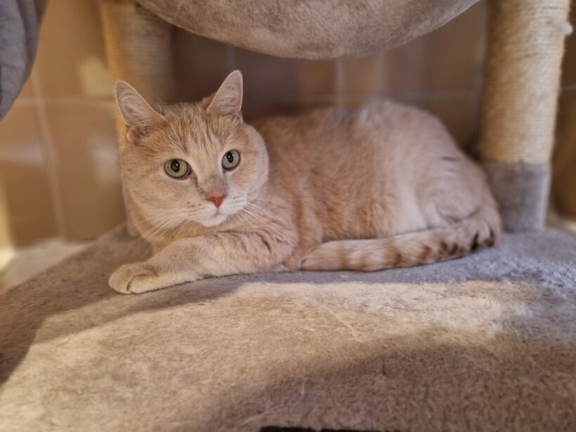 Timmy – vermittelt am 11.06.25