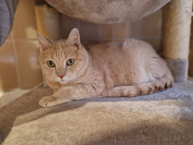 Timmy – vermittelt am 11.06.25
