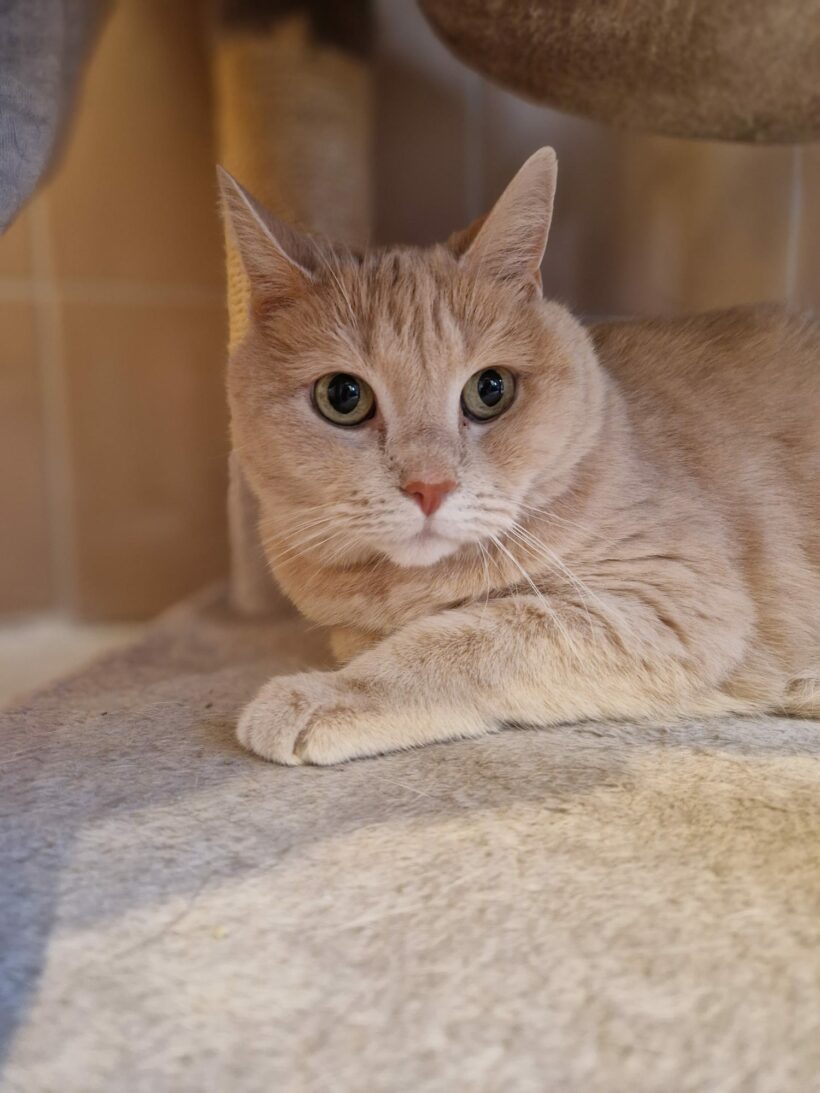 Timmy – vermittelt am 11.06.25
