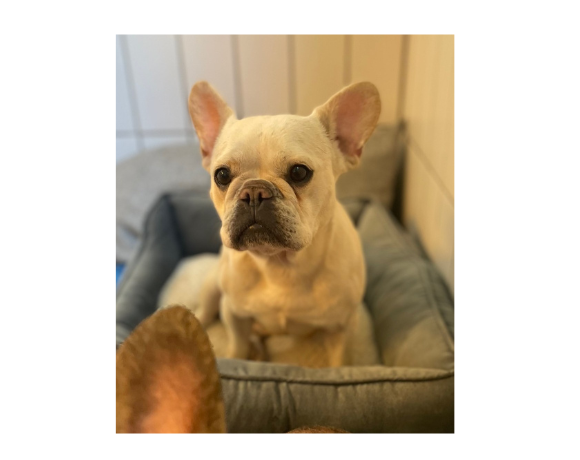 Raja
