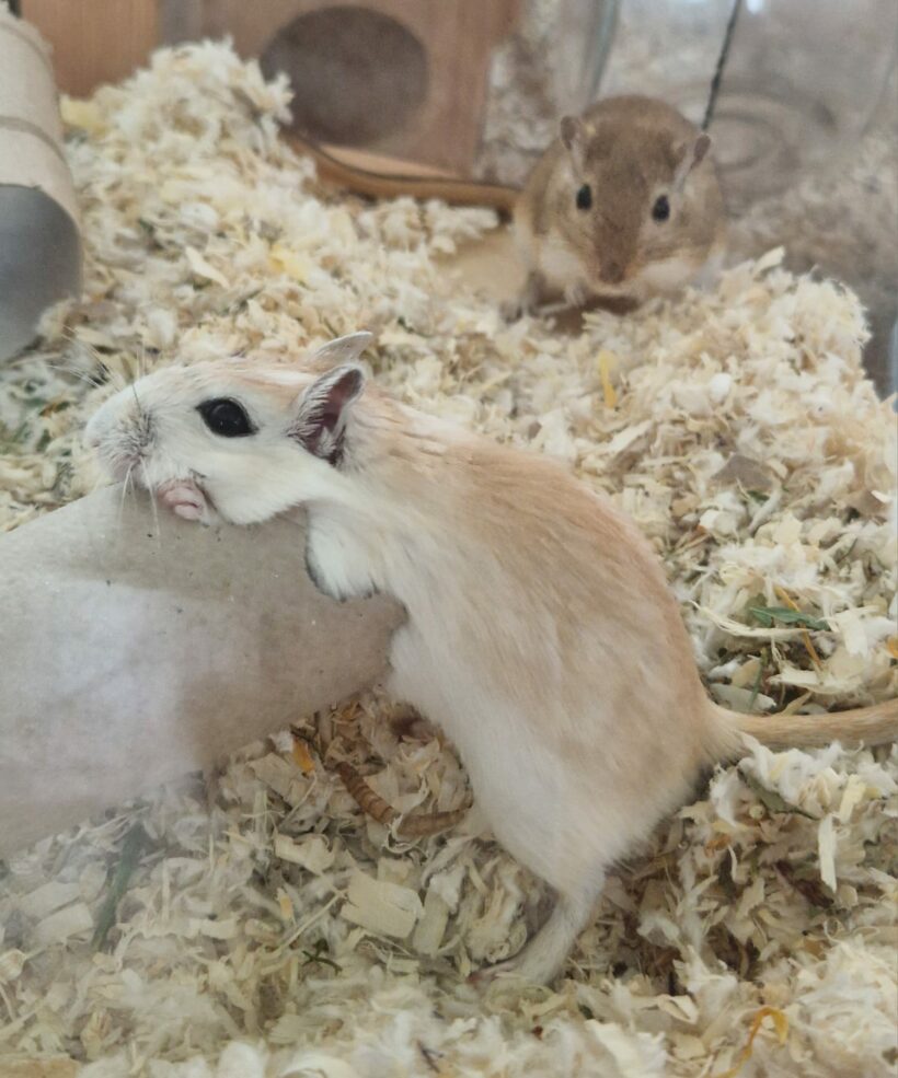 Feivel & Puschel