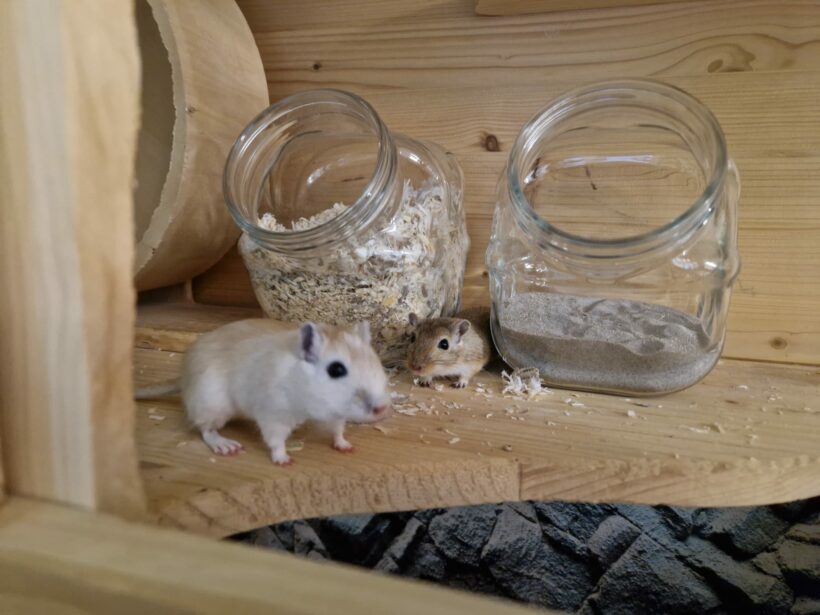 Feivel & Puschel