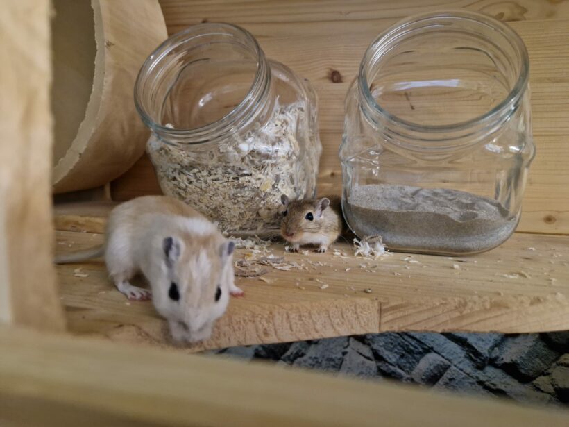 Feivel & Puschel