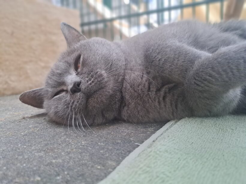 Shila