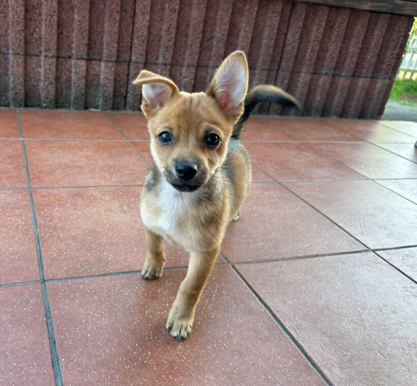 Lucky – RESERVIERT !