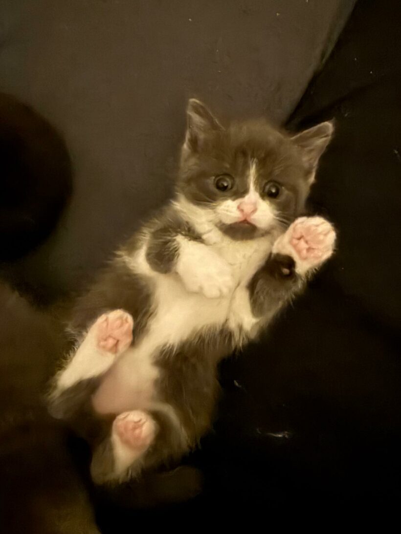 Ein Haufen süßer Katzenkinder