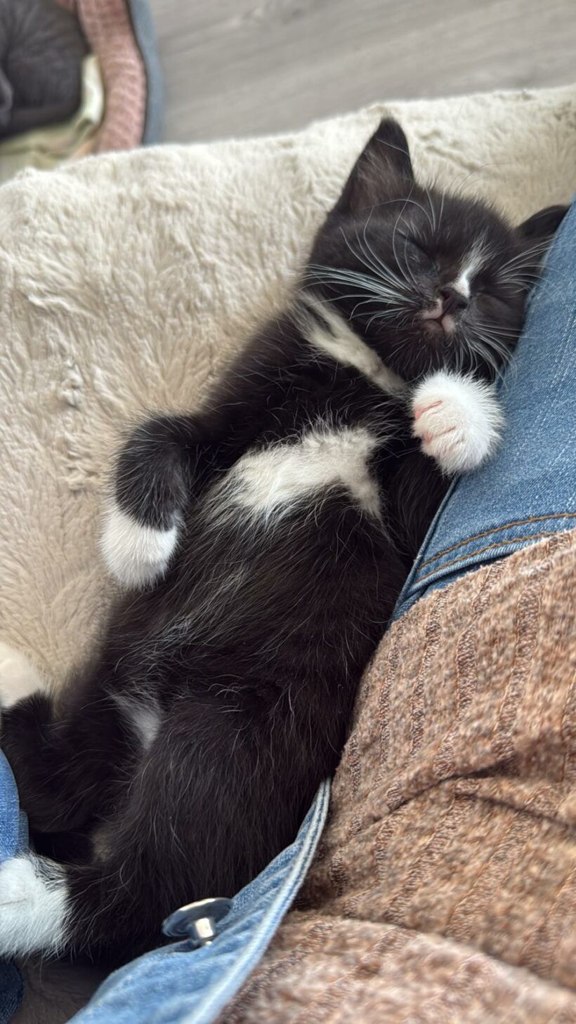 Ein Haufen süßer Katzenkinder