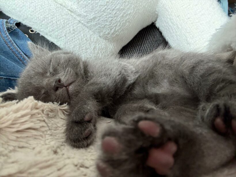 Ein Haufen süßer Katzenkinder