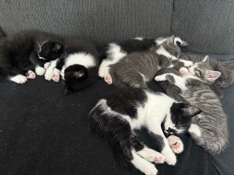 Ein Haufen süßer Katzenkinder