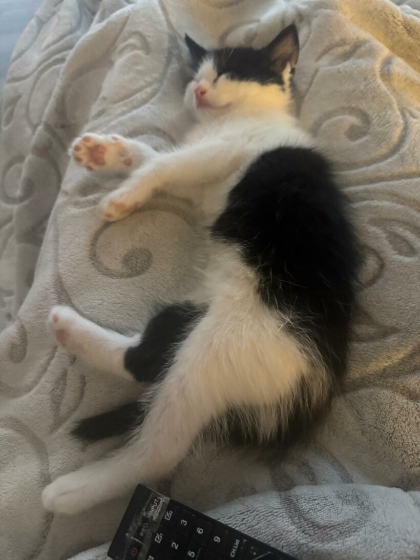 Ein Haufen süßer Katzenkinder