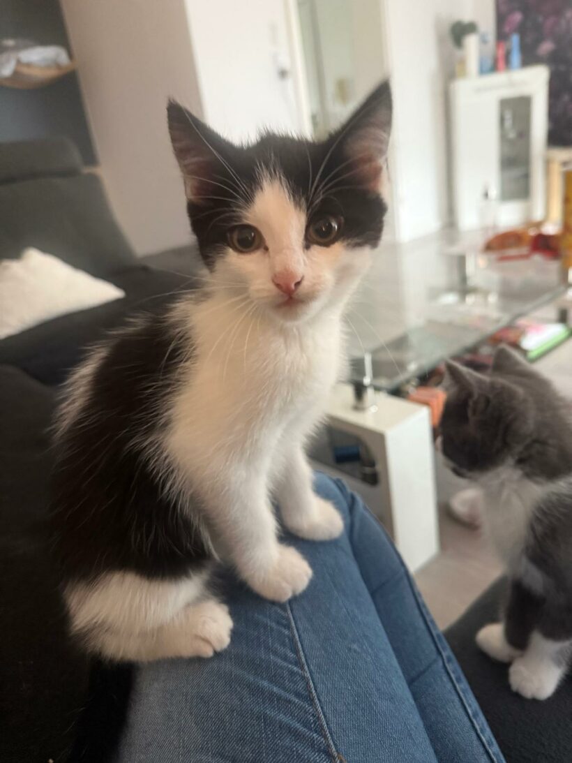Ein Haufen süßer Katzenkinder