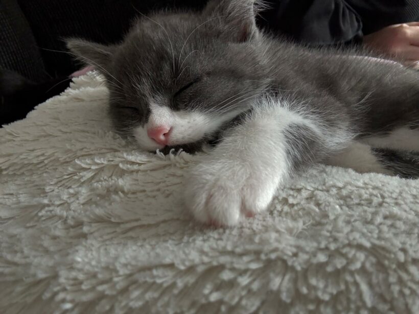 Ein Haufen süßer Katzenkinder