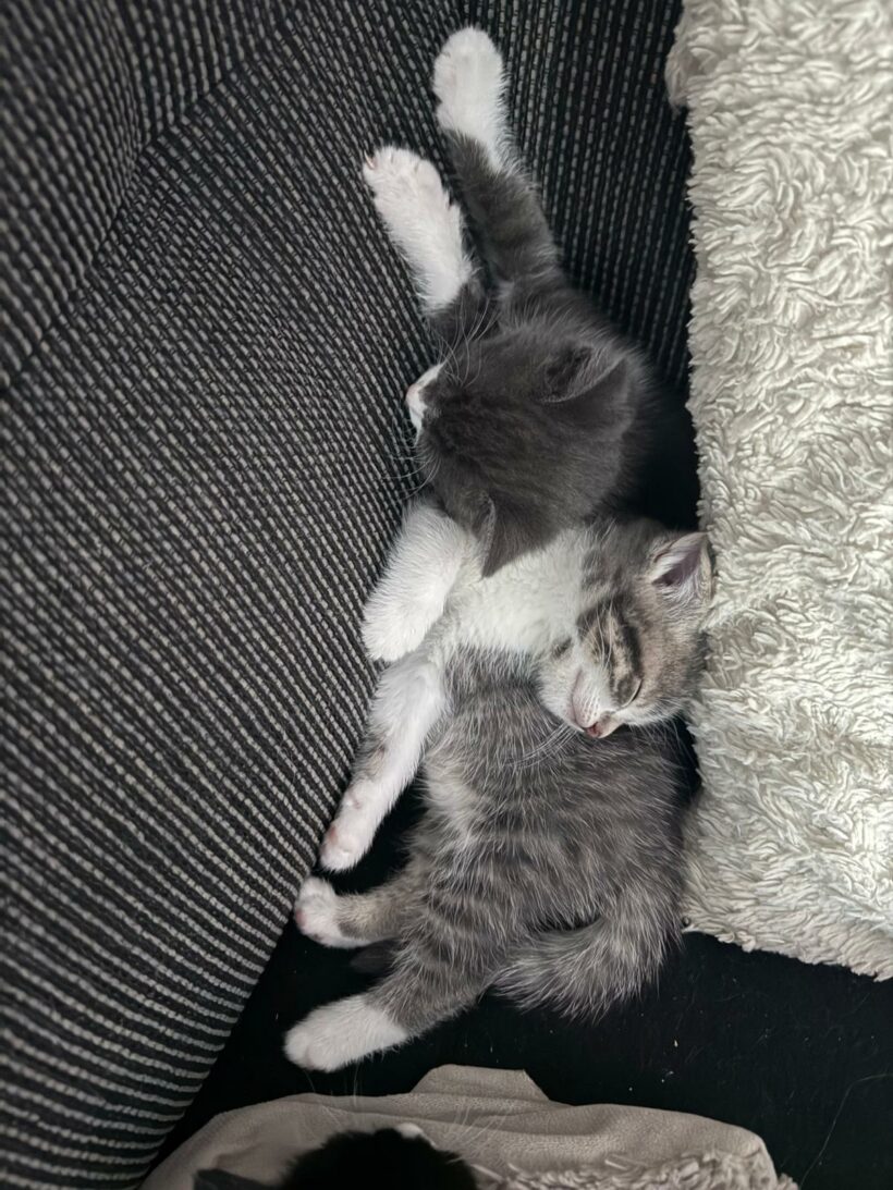 Ein Haufen süßer Katzenkinder