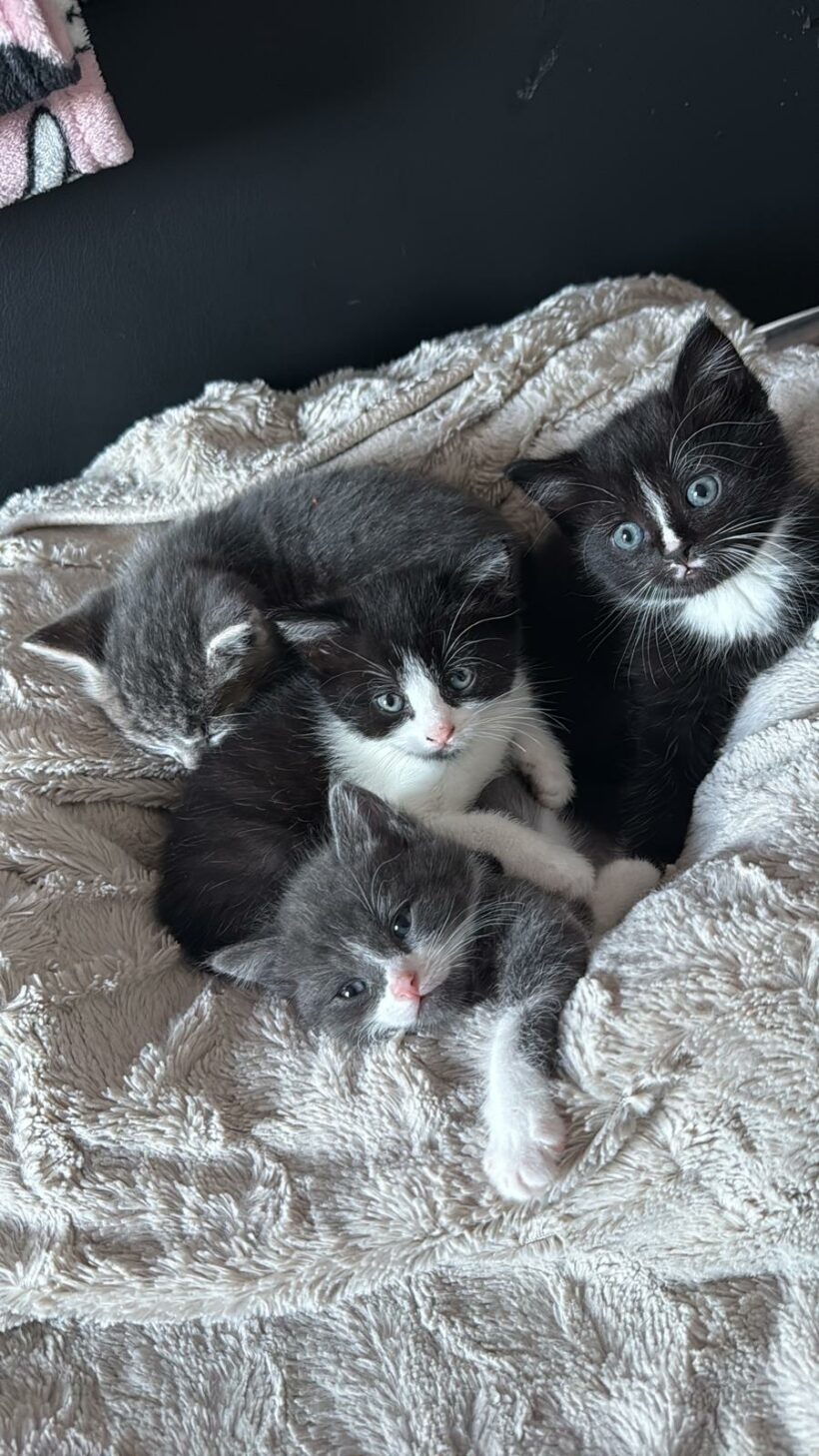 Ein Haufen süßer Katzenkinder