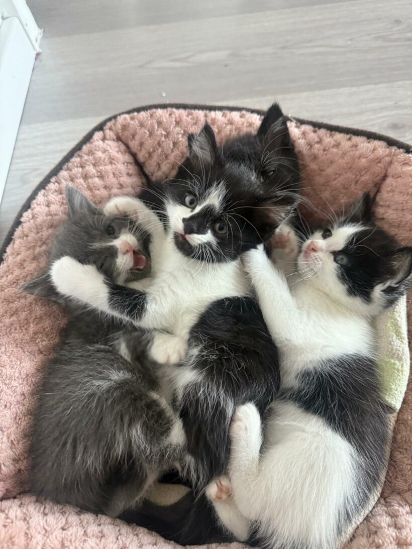 Ein Haufen süßer Katzenkinder