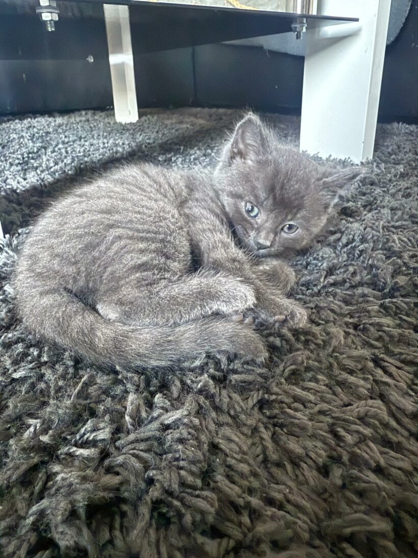 Ein Haufen süßer Katzenkinder