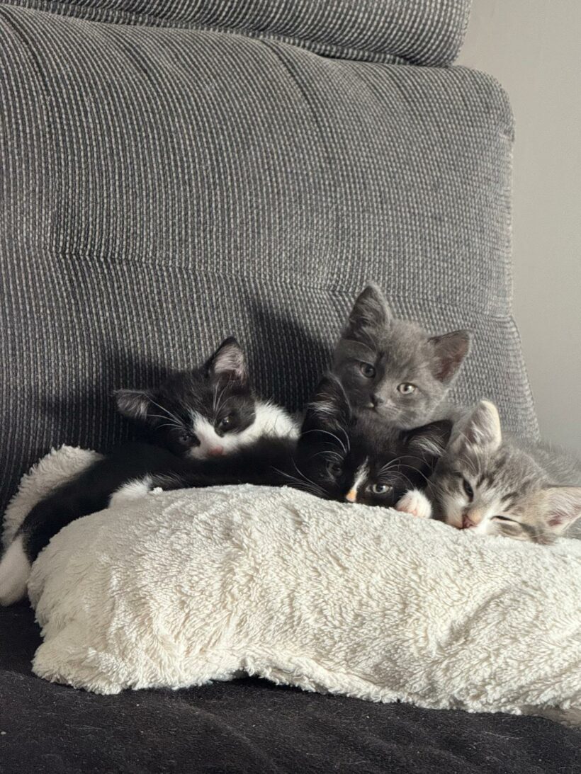 Ein Haufen süßer Katzenkinder