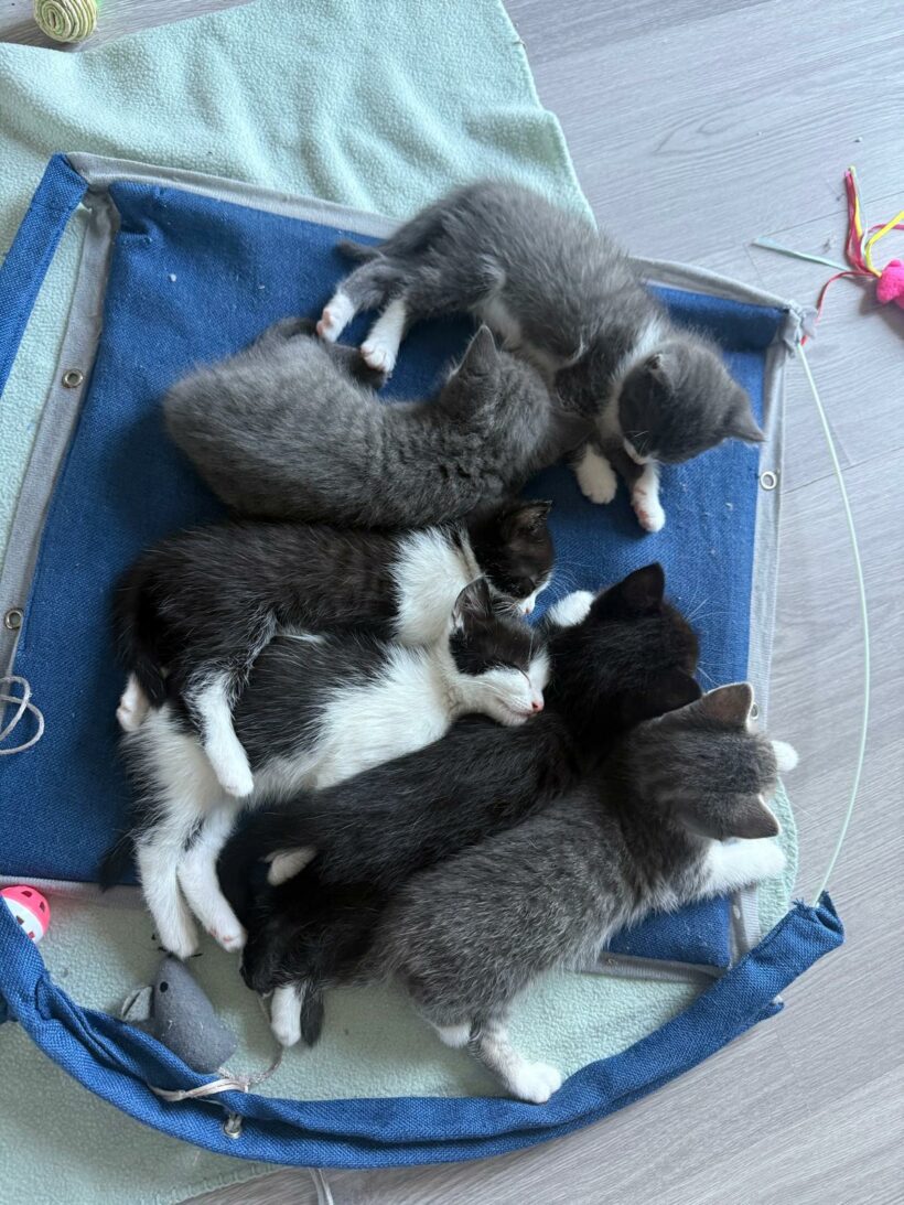 Ein Haufen süßer Katzenkinder
