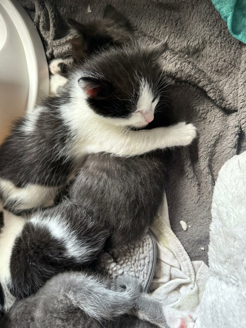 Ein Haufen süßer Katzenkinder