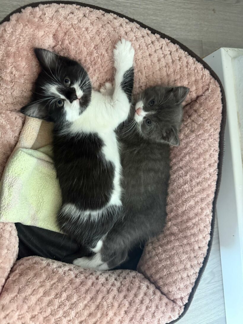 Ein Haufen süßer Katzenkinder