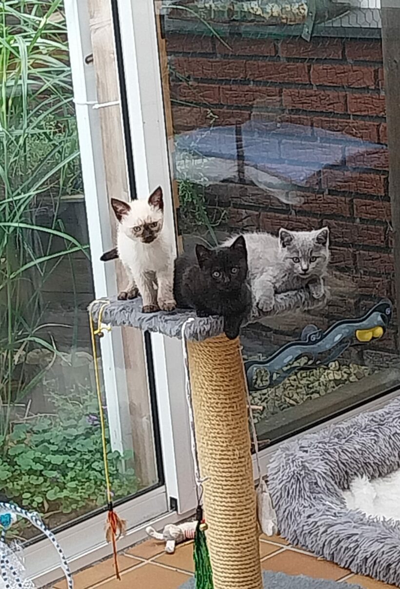 Coco & Curtis – Wöhnungshaltung möglich
