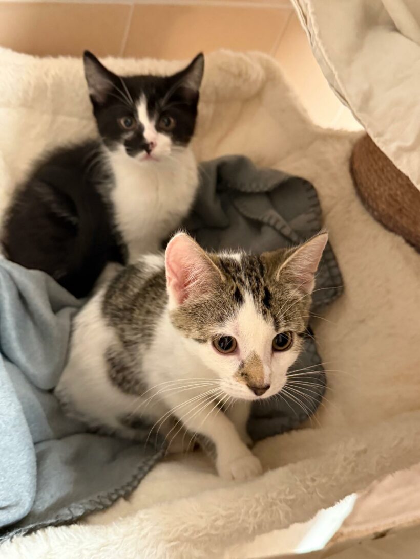 Ilian & Imani