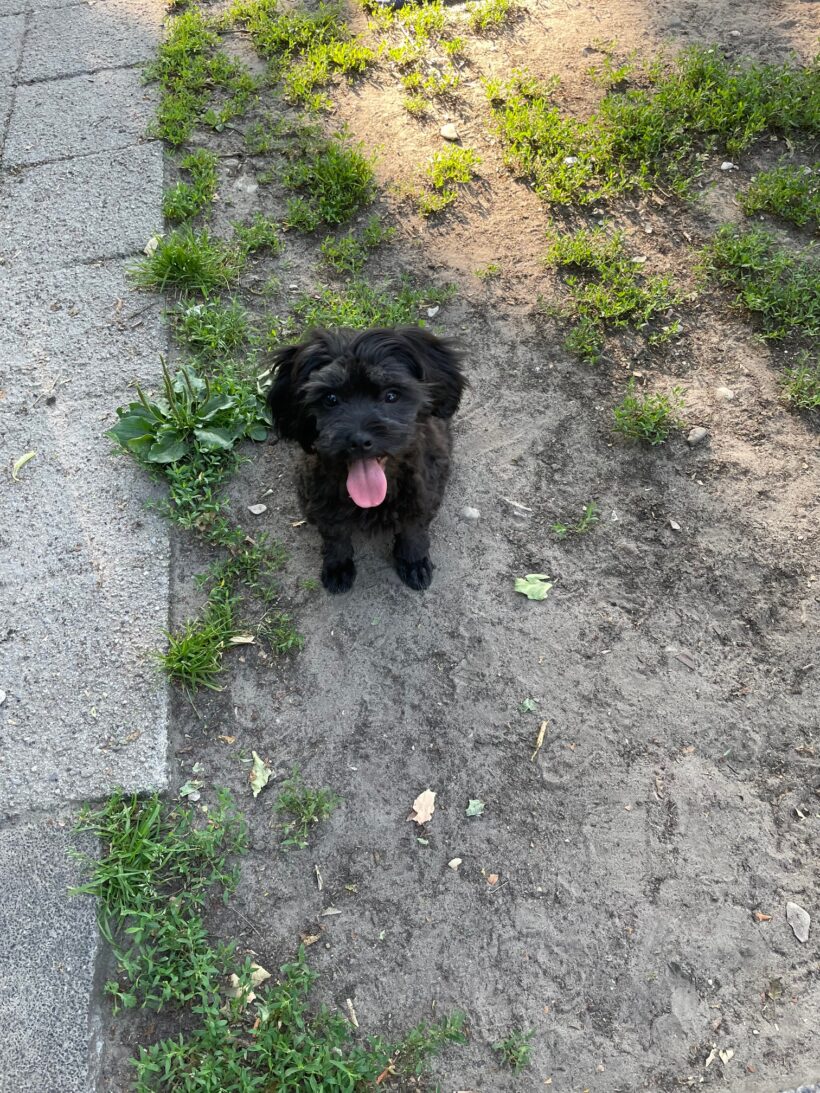 Benni Benni
