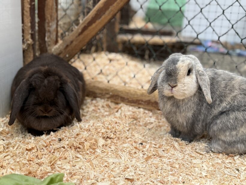 Schoki & Klopfer