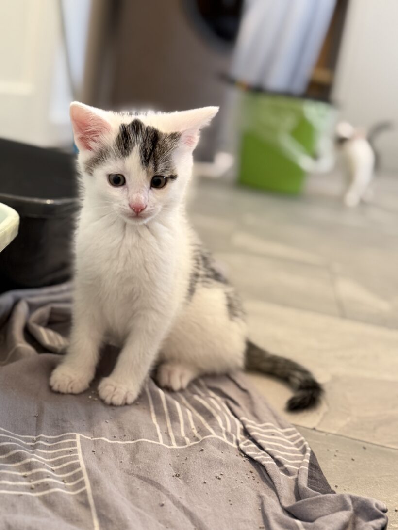 Lucienne & Leilani, (Leonidas – RESERVIERT!)