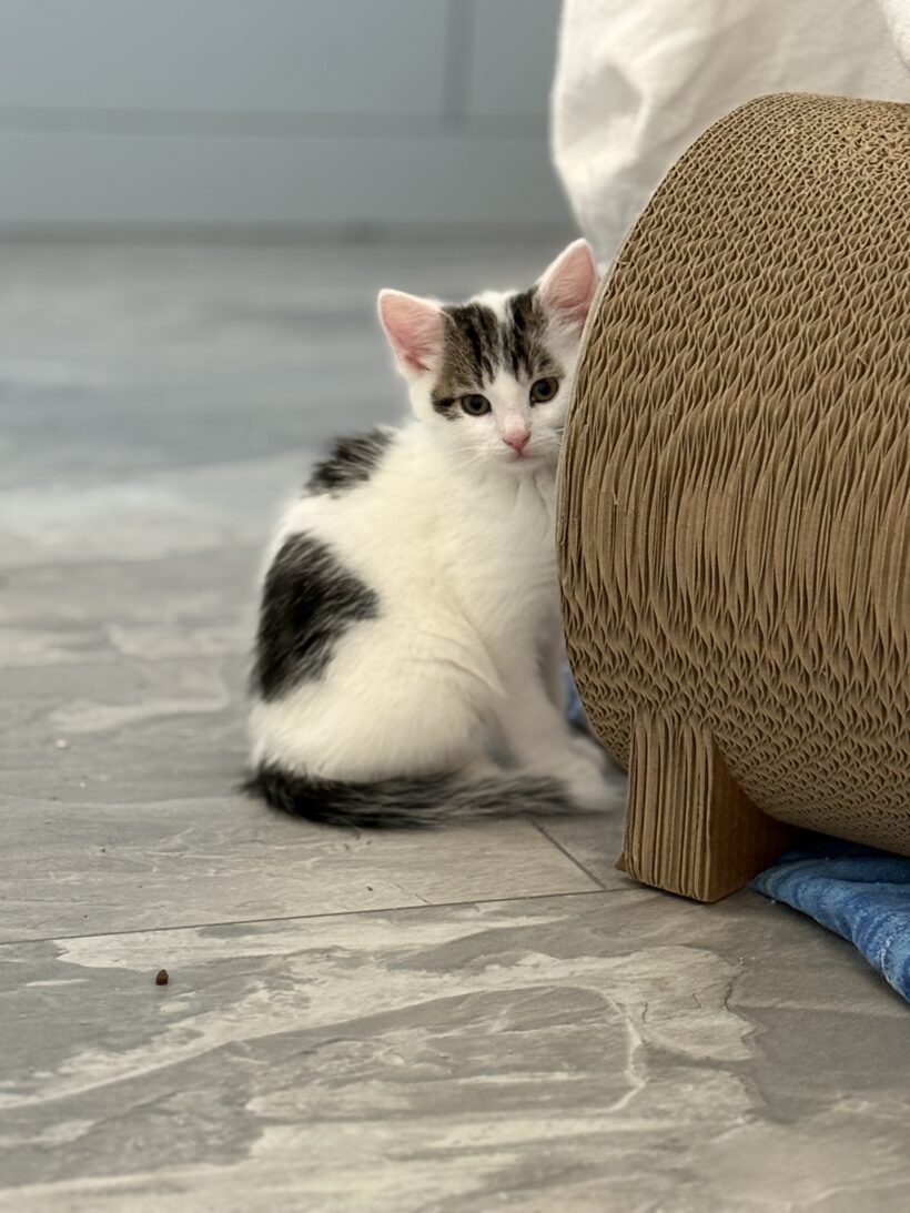 Lucienne & Leilani, (Leonidas – RESERVIERT!)