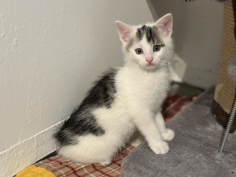 Lucienne & Leilani, (Leonidas – RESERVIERT!)