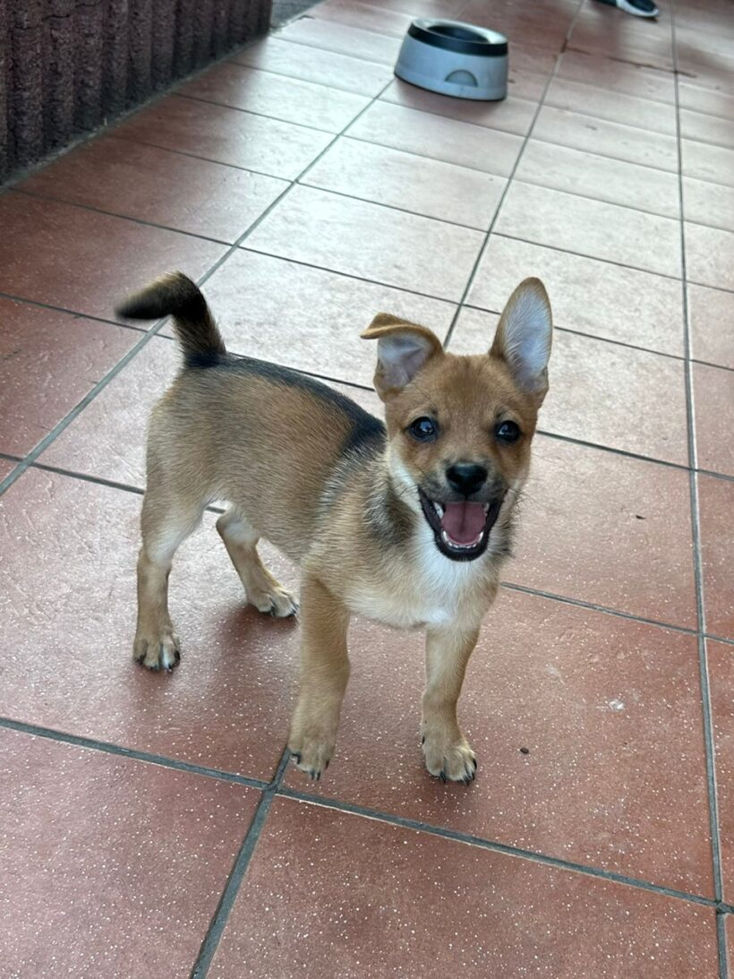 Lucky – RESERVIERT !
