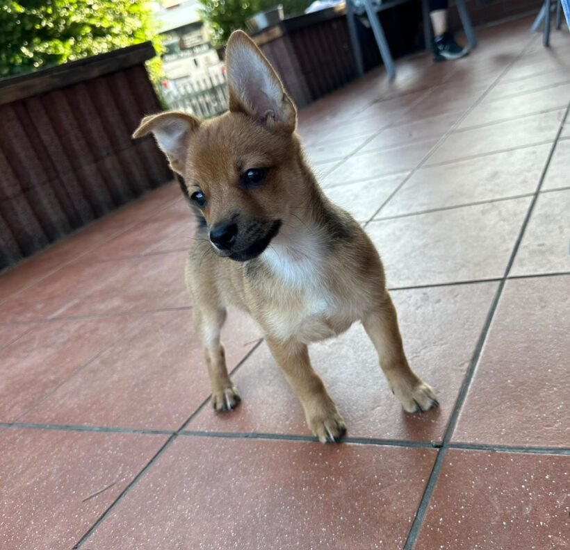 Lucky – RESERVIERT !