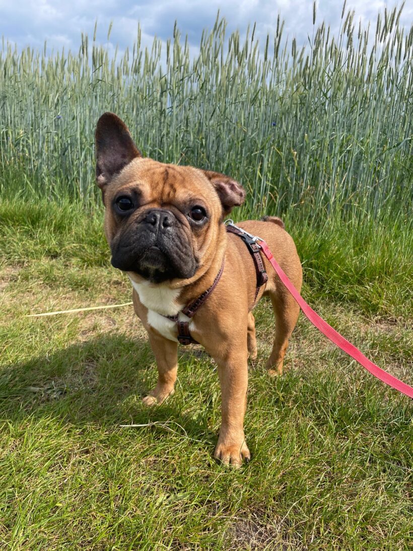 Berti vermittelt am 15.06.2025