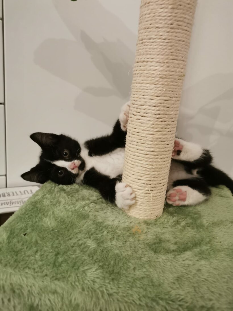 Fünf süße Katzenkinder – Wohnungshaltung möglich