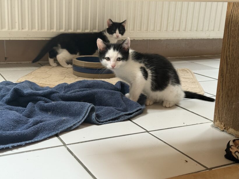 Theo, Trude, Taro