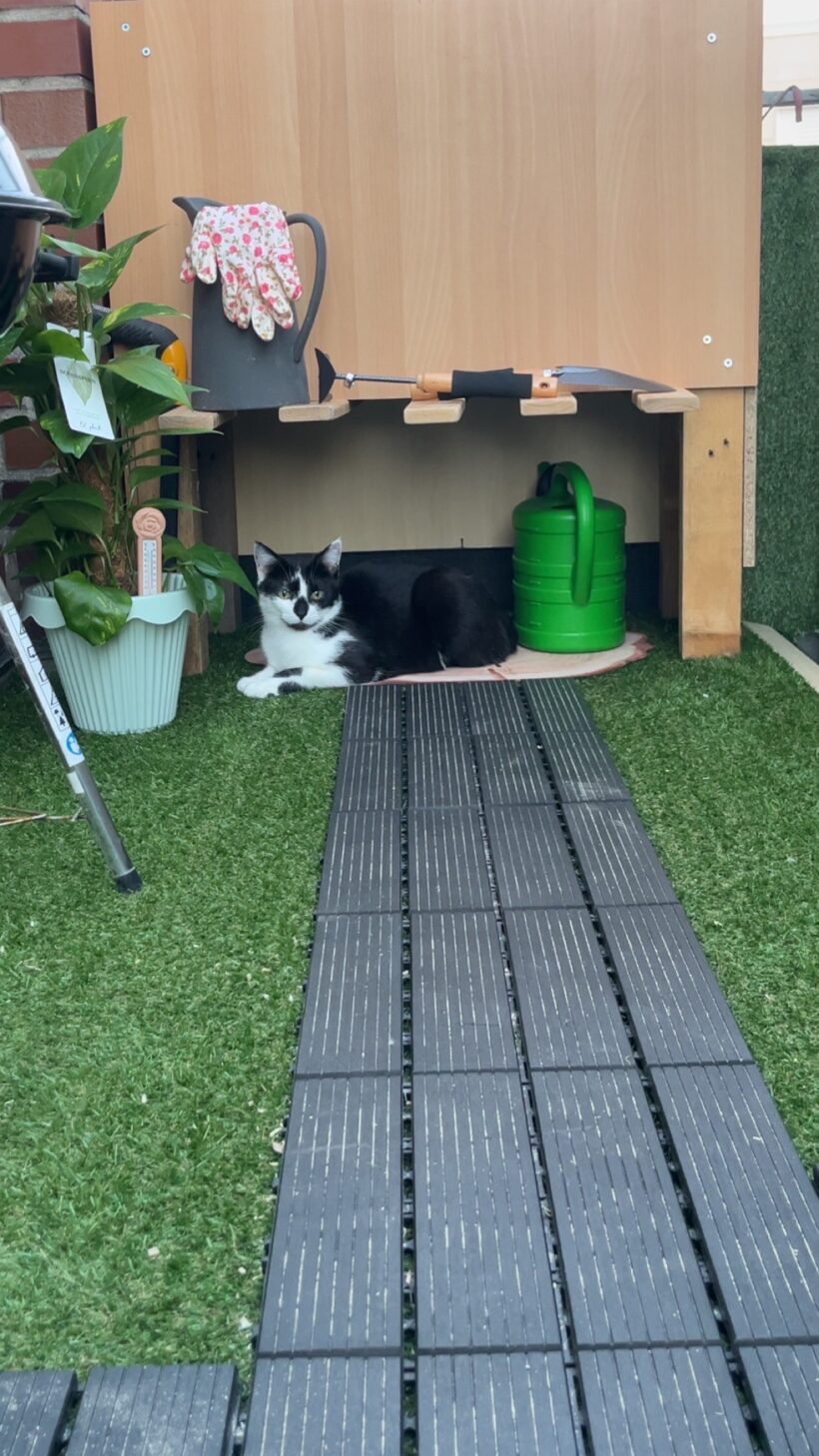 Tiana & Simba – Wohnungshaltung möglich