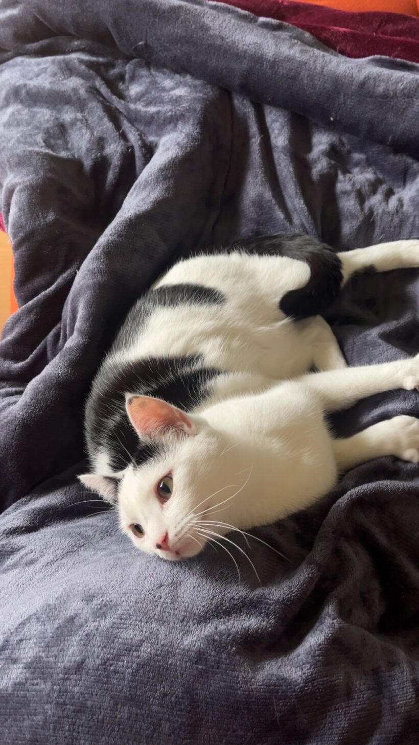 Tiana & Simba – Wohnungshaltung möglich