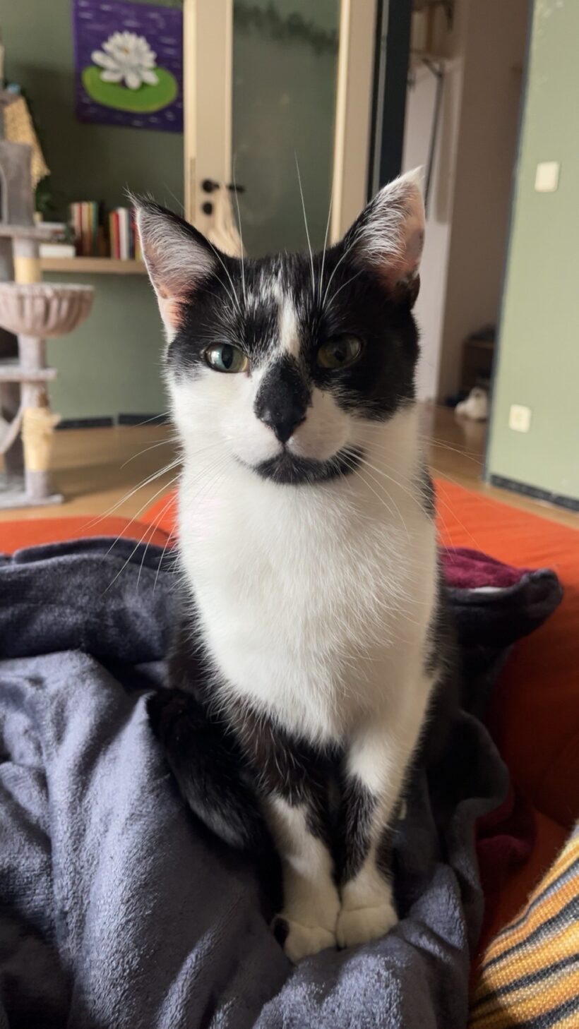 Tiana & Simba – Wohnungshaltung möglich