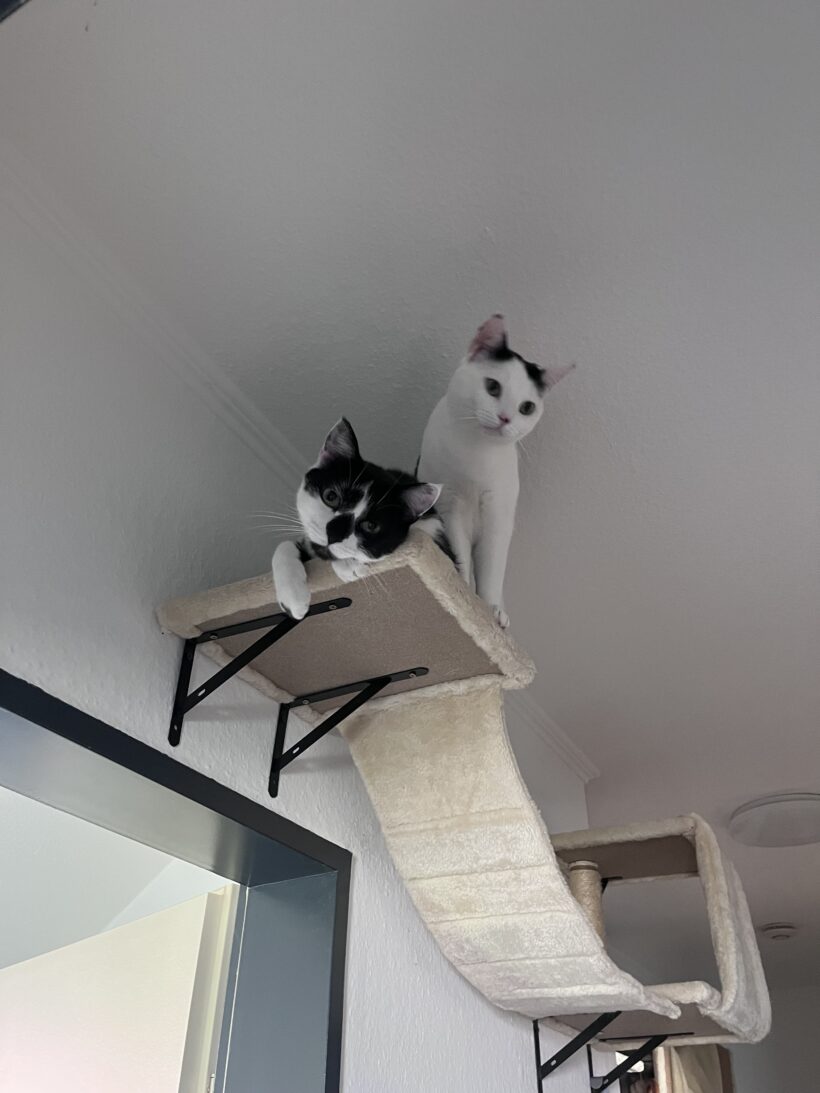 Tiana & Simba – Wohnungshaltung möglich