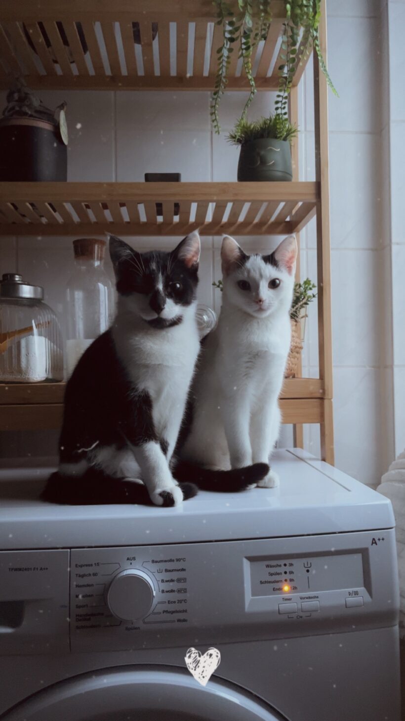 Tiana & Simba – Wohnungshaltung möglich