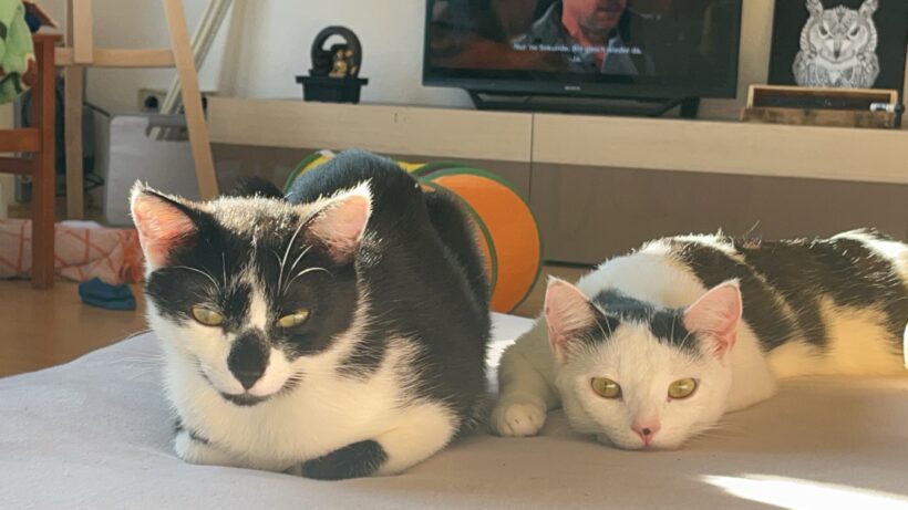 Tiana & Simba – Wohnungshaltung möglich