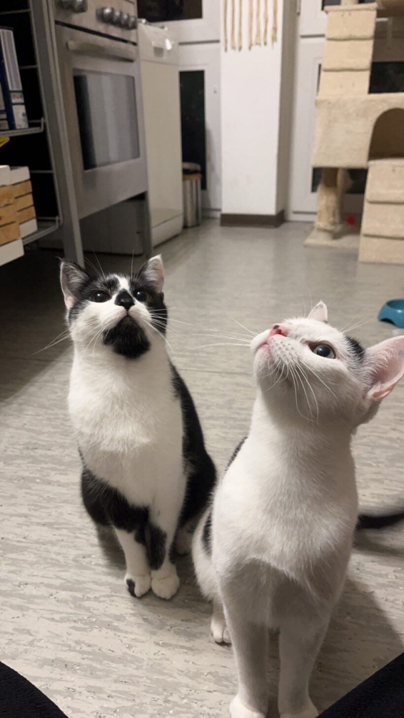 Tiana & Simba – Wohnungshaltung möglich