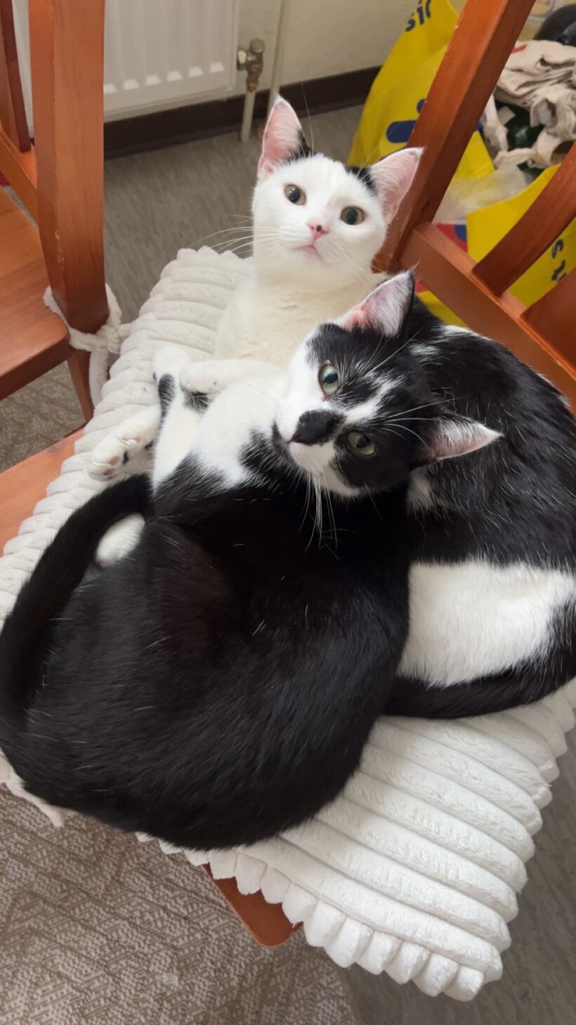 Tiana & Simba – Wohnungshaltung möglich