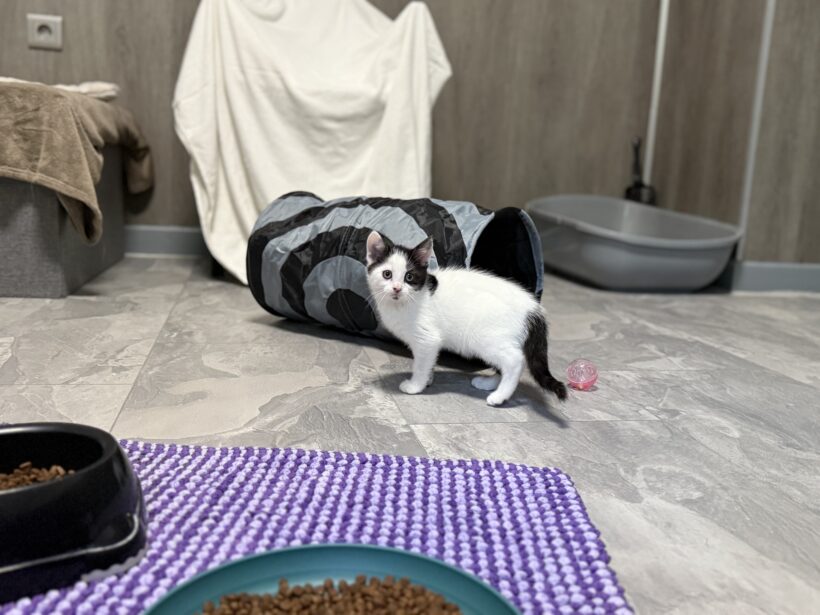 Dolly, Dillan, Derek – Wohnungshaltung möglich