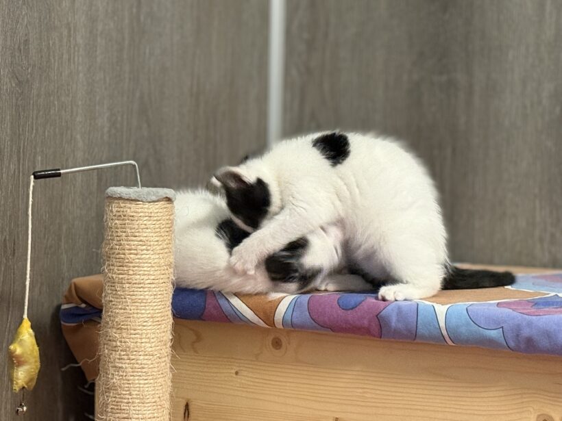 Dolly, Dillan, Derek – Wohnungshaltung möglich