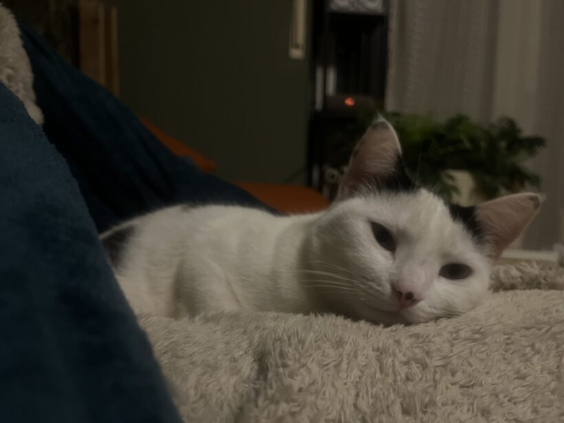 Tiana & Simba – Wohnungshaltung möglich